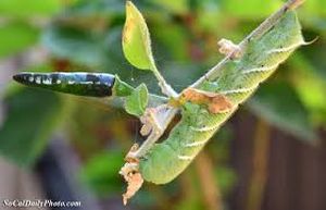uploads/images/pest/chilly caterpillar.jpg